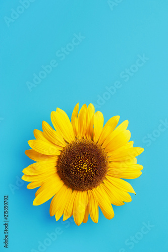 Fototapeta Naklejka Na Ścianę i Meble -  Single sunflower petal isolated on a blue background viewed from above. Top view. Copy space