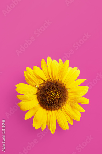 Fototapeta Naklejka Na Ścianę i Meble -  Single sunflower petal isolated on a pink background viewed from above. Top view. Copy space