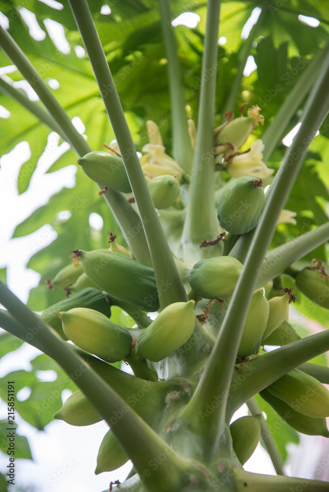Obraz premium fresh papaya tree