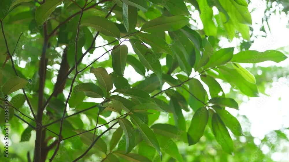 Background image of a tree in nature Background image of a tree in nature