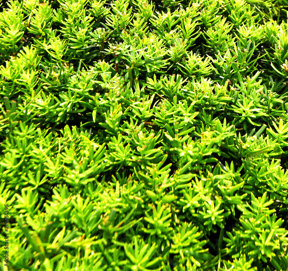 A closeup of a green bush.