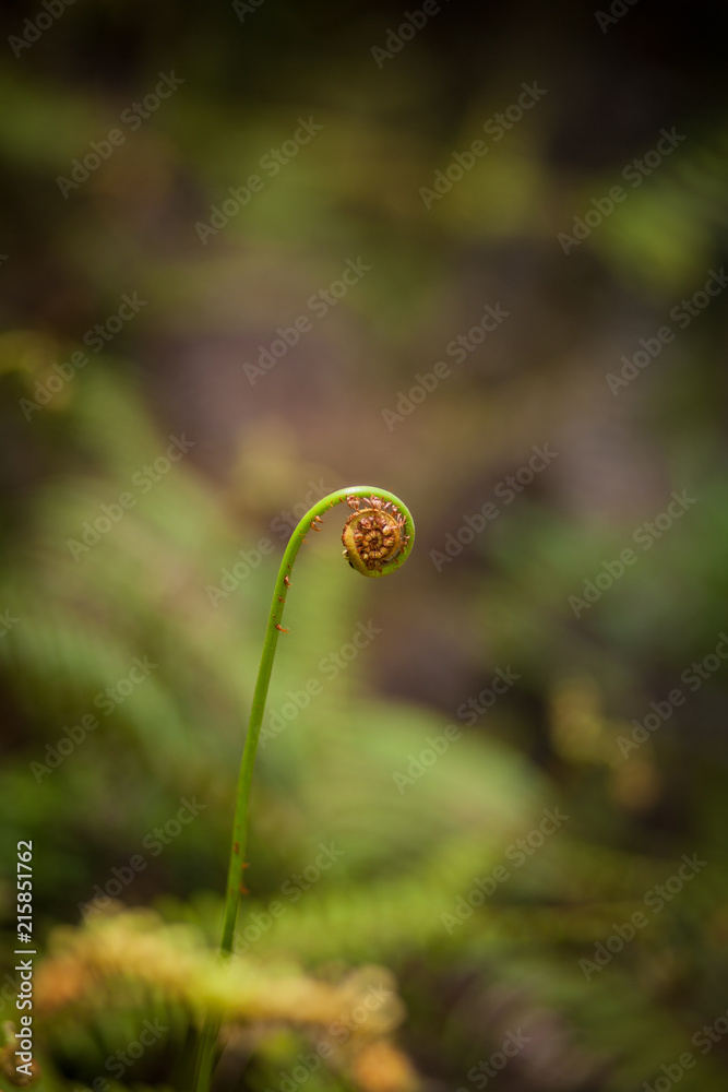 curl of fern on a blurred background, forest, tender warm tones, place under the text, card, spiral, geometry of nature, localism yellow, green, brown, warm tone