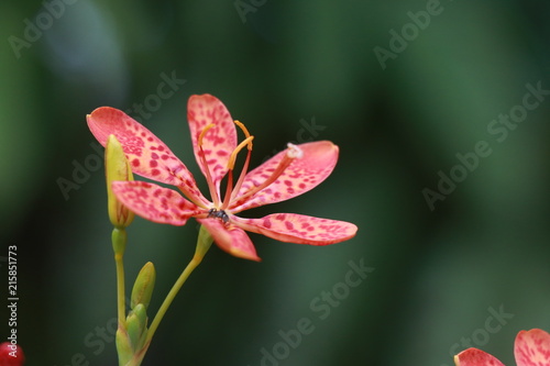 Fototapeta Naklejka Na Ścianę i Meble -  Iris domestica flower
