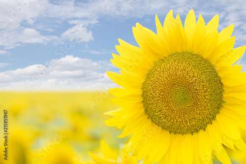 Blooming yellow sunflower in the blue sky background close-up.