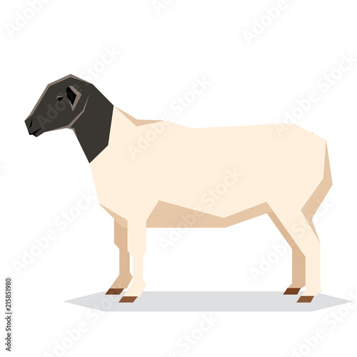Flat geometric Dorper sheep photo