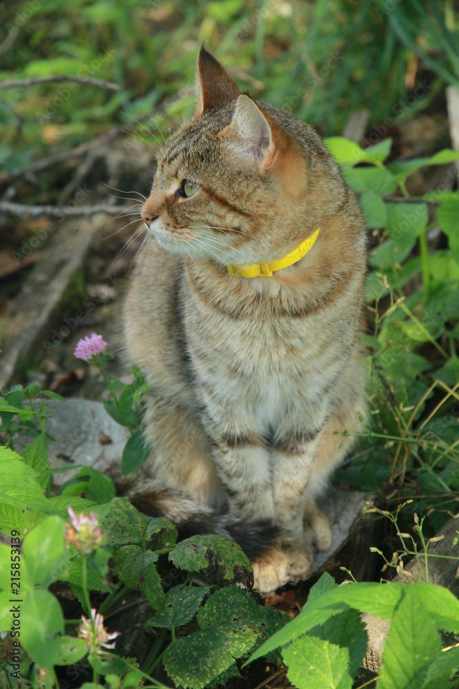 Obraz premium A cat is sitting on the grass and looking away