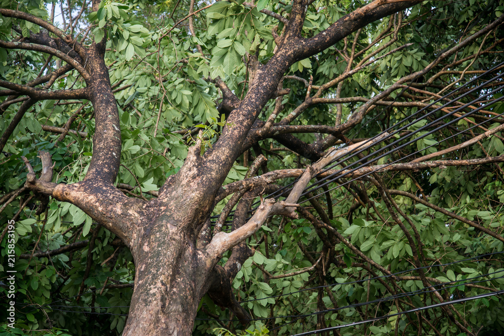 Broken tree after storm.