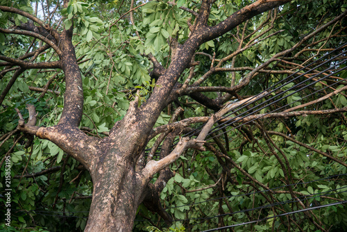 Broken tree after storm. © watcharapol