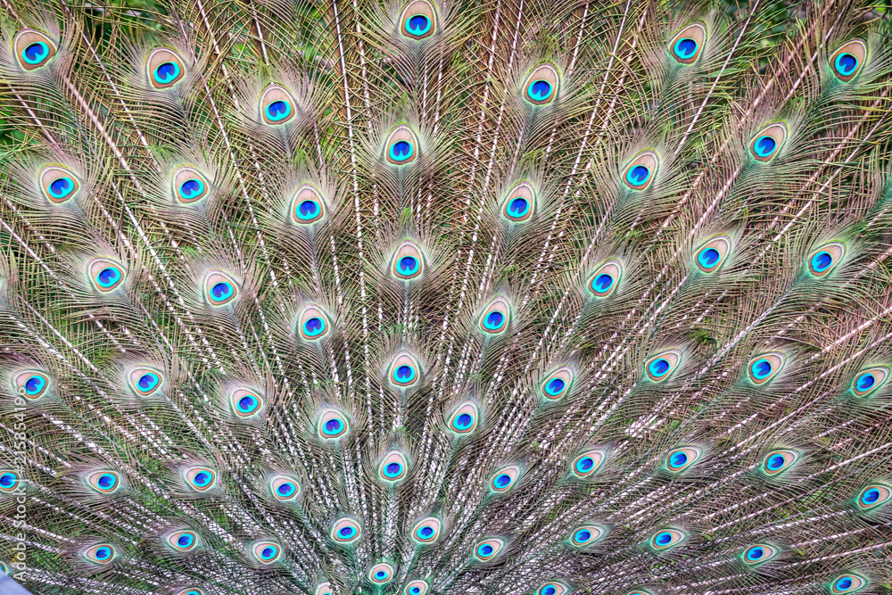 Obraz premium Peacock feather can be used as background