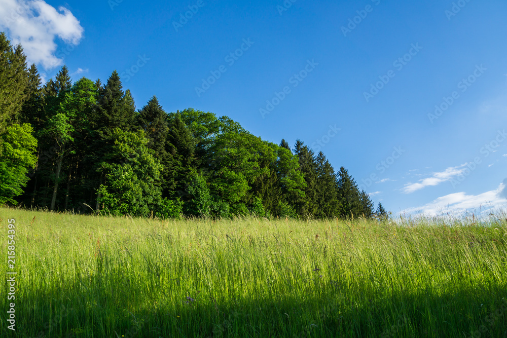 Germany, Green forest behind pasture and blue skies Germany, Green forest behind pasture and blue skies