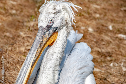 Pelican sitting on the ground photo