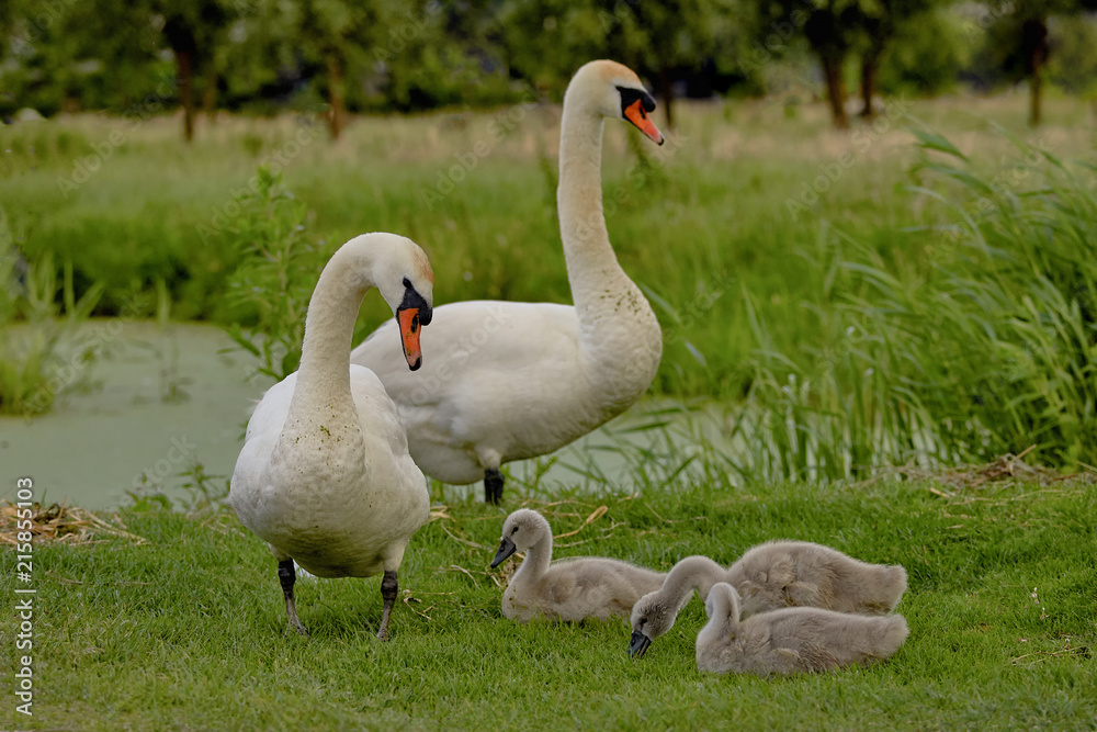 The Swan family, birds of the Cygnini tribe (anatidae) with a young swan The Swan family, birds of the Cygnini tribe (anatidae) with a young swan