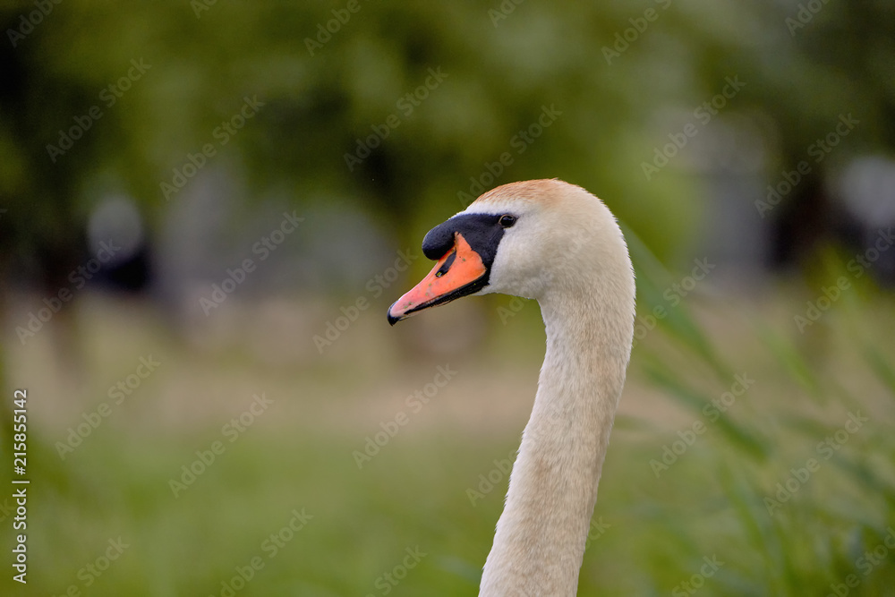Swan, bird of the Cygnini tribe (Anatidae) - portrait Swan, bird of the Cygnini tribe (Anatidae) - portrait