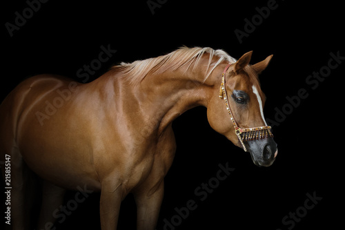 Beautiful chestnut arabian horse isolated on black background
