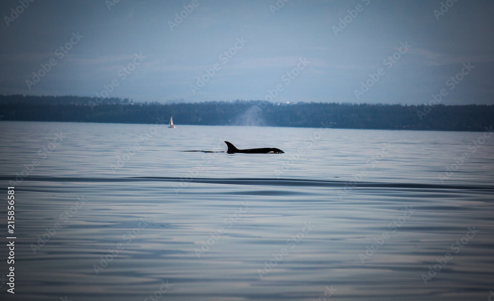 Obraz premium Orca in the wild