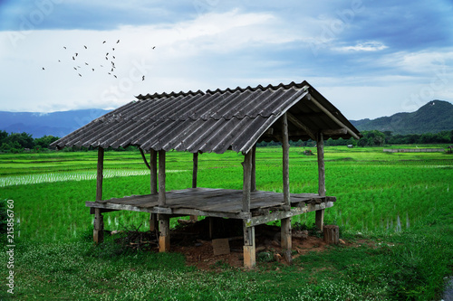 Cottage in field with a flock of bird and mountain background. Thailand. Peace concept. © Worawut