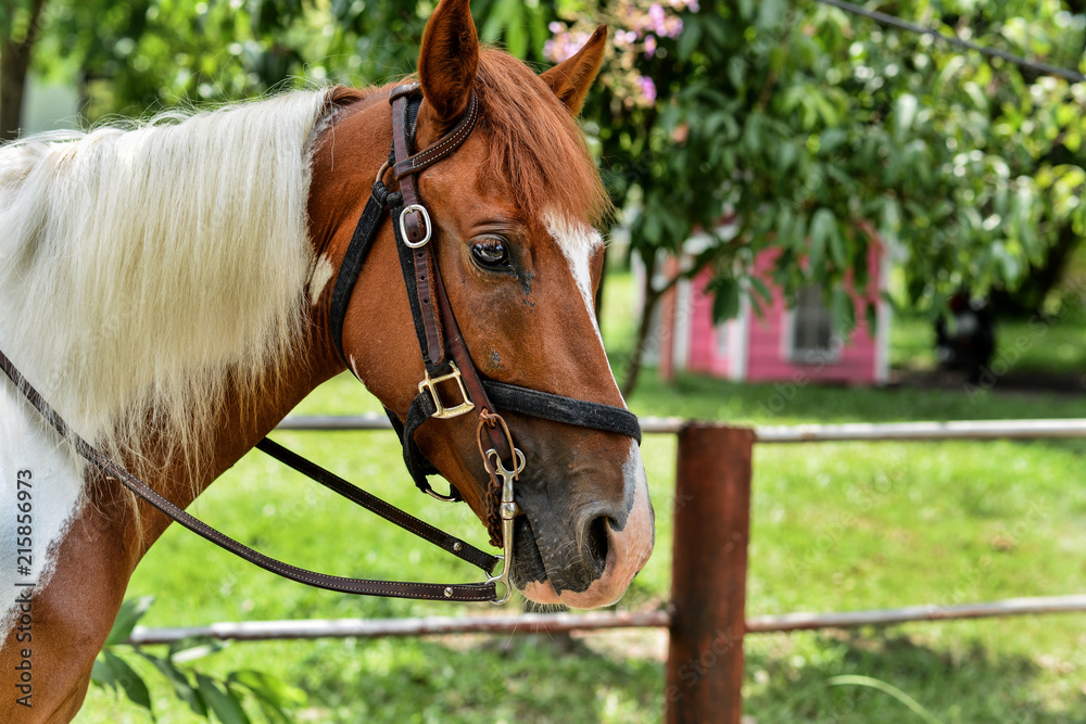 Obraz premium Portrait of a brown horse with rein on nature ranch. Riding on a horse. Thoroughbred horse. Beautiful brown and white fur horse.