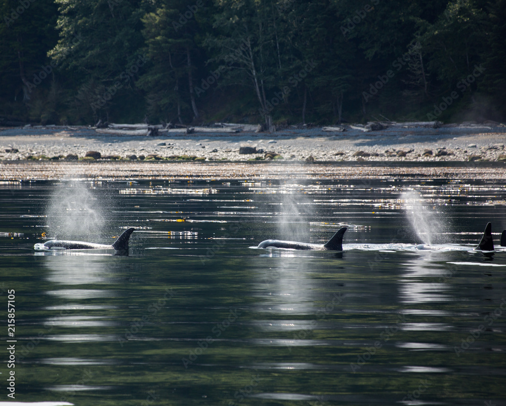 Orca in the wild Orca in the wild