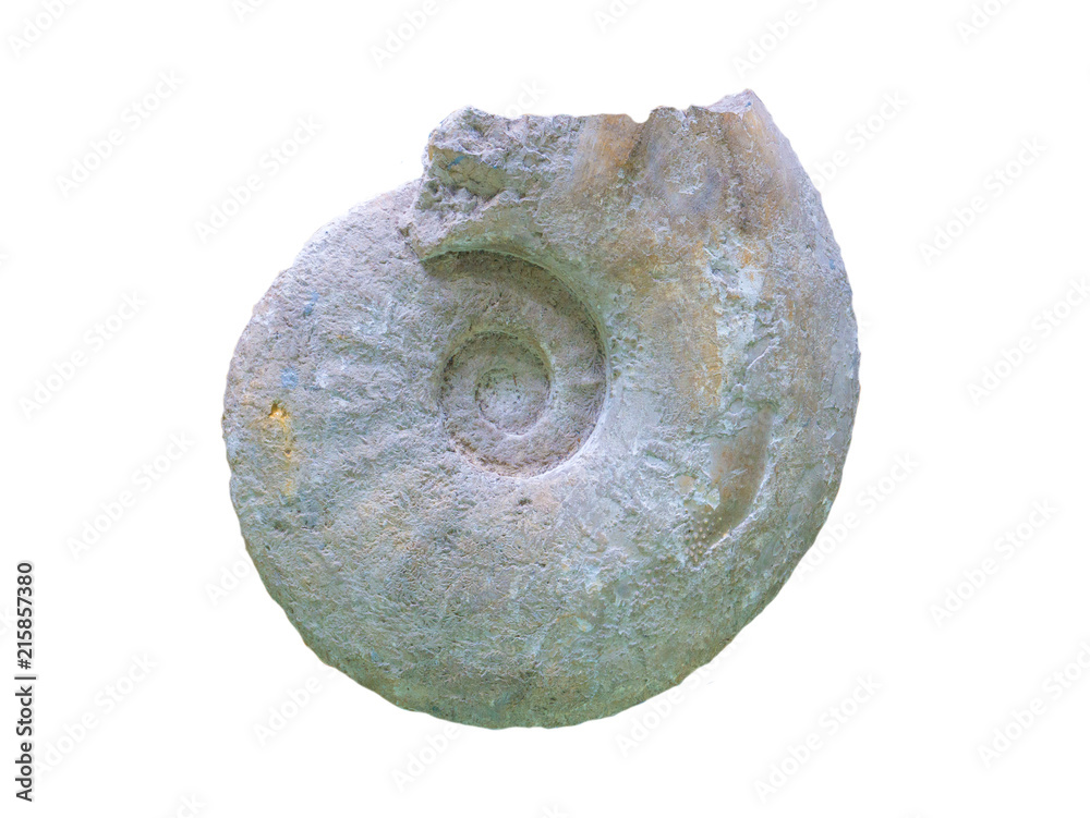The texture of the fossilized shell. Archeology. Stone background The texture of the fossilized shell. Archeology. Stone background