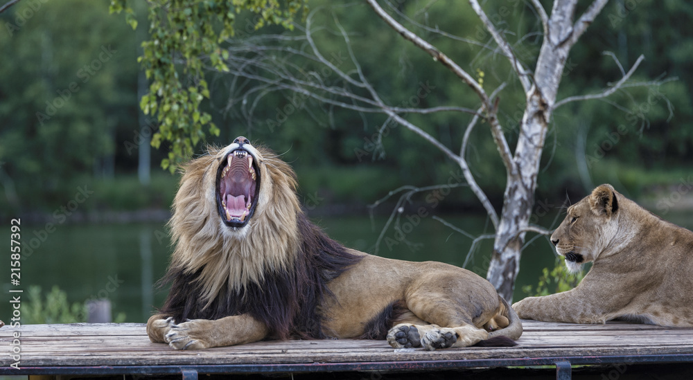 Naklejka premium roaring lion on top of car