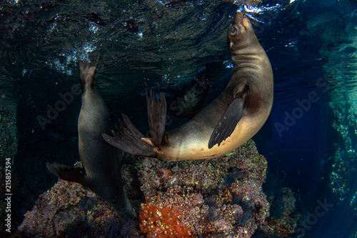 sea lion seal underwater while diving galapagos photo