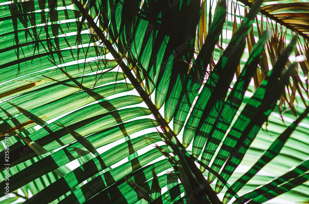 Fototapeta premium Nature poster. Green palm branch. Closeup. Tropical vibes