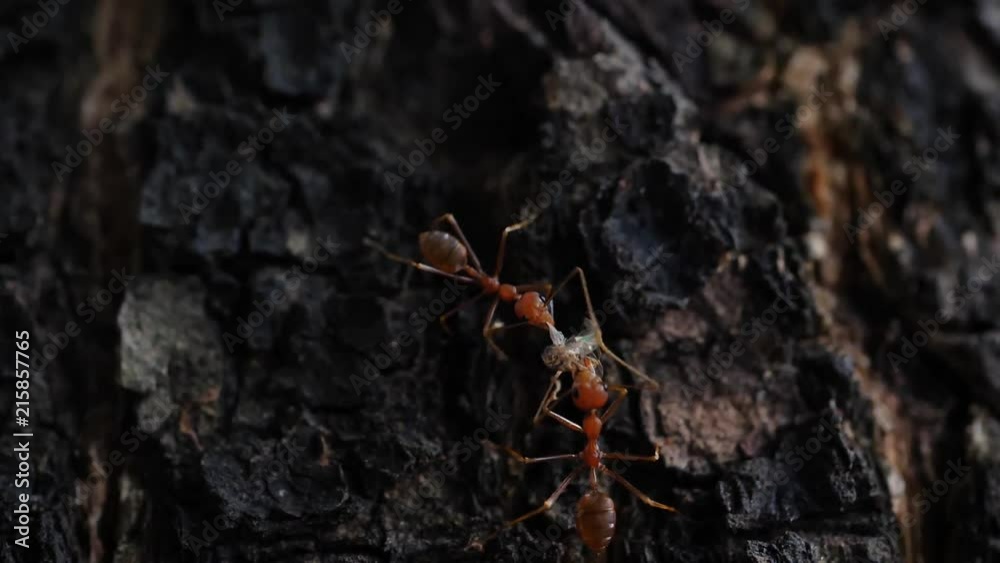 little ant concept team working carry food on tree bark little ant concept team working carry food on tree bark
