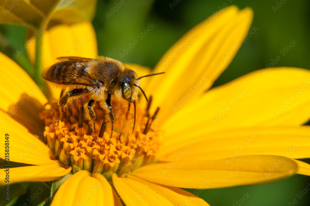 bee on a yellow flower collects nectar, green background macro photo close up bee on a yellow flower collects nectar, green background macro photo close up