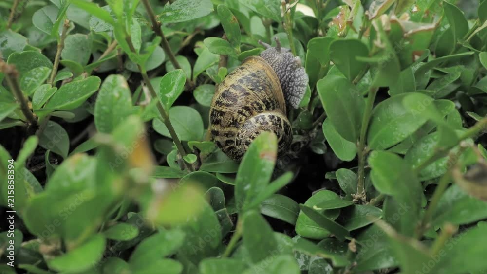 4 k snail in natural environment among the green leaves after rain, moving and sleeping 4 k snail in natural environment among the green leaves after rain, moving and sleeping
