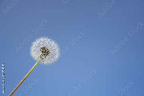 The seed head of a dandelion or Taraxacum flower over the blue sky © Kamchai