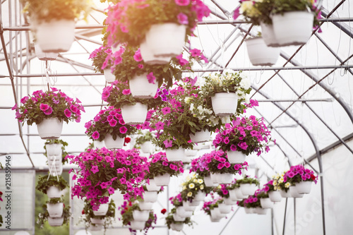 Flowers in greenhouse