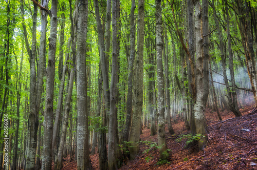 summer beech forest on the slopes of the mountains  Ukrainian Carpathians