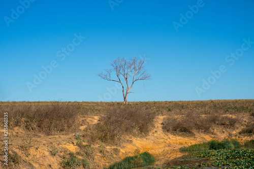 tree alone