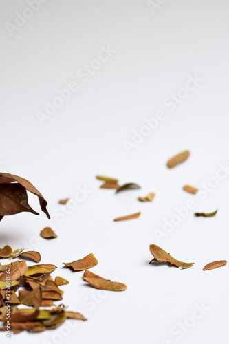 background of Isolated Autumn Leaves - Place For Your Design, Text
