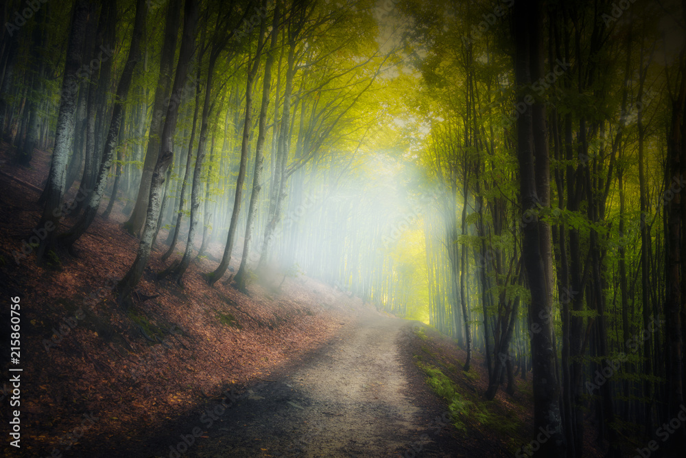 Fototapeta premium Red and colorful autumn colors in the beech forest in the fog