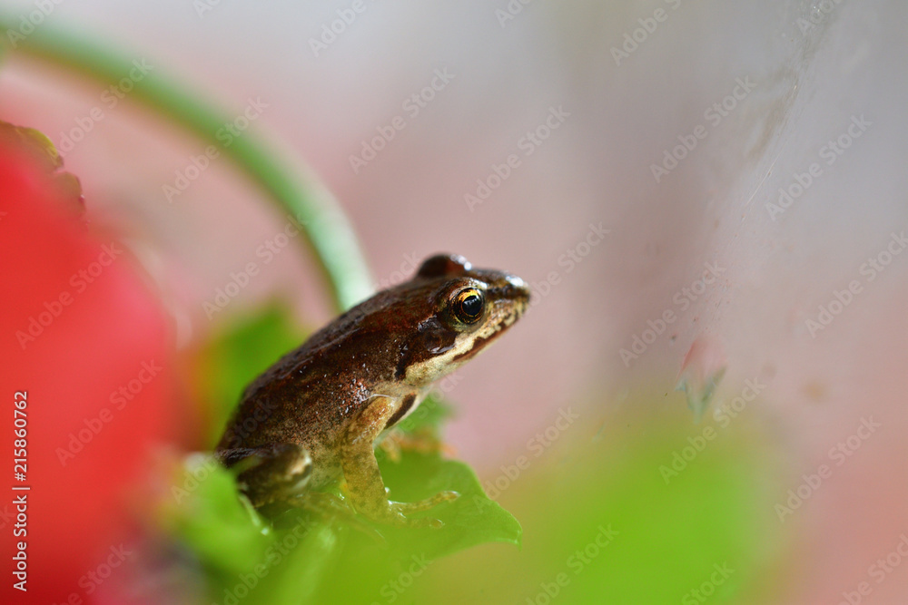 Obraz premium macro photography frog in colorful flowers