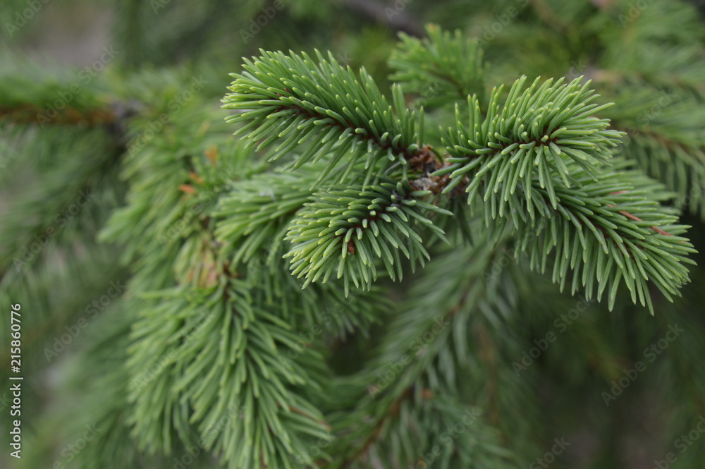 Spruce tree branch - Needles - Decoration to the designer Spruce tree branch - Needles - Decoration to the designer