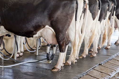 Fotografie, Obraz The cow gives plenty of milk