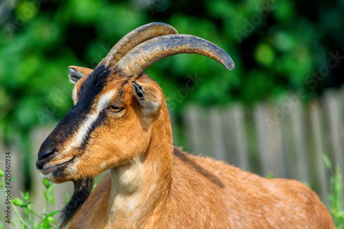 portrait of ginger goats