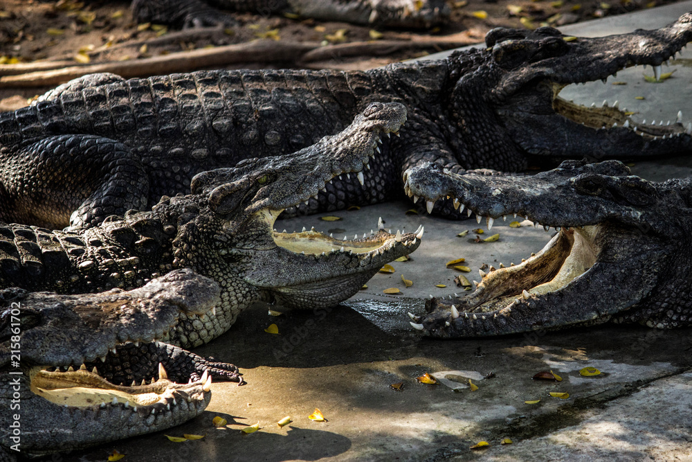Obraz premium crocodiles