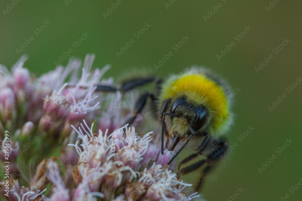 insecte seul bourdon jaune et noir posé sur une fleur rose en gros plan sur fonds vert insecte seul bourdon jaune et noir posé sur une fleur rose en gros plan sur fonds vert