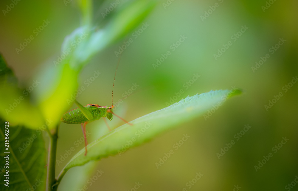 insecte seul sauterelle verte grande en gros plan de côté sur fonds jaune rose et vert avec lumière douce escalade une feuille insecte seul sauterelle verte grande en gros plan de côté sur fonds jaune rose et vert avec lumière douce escalade une feuille
