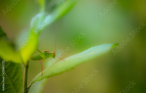 insecte seul sauterelle verte grande en gros plan de côté sur fonds jaune rose et vert avec lumière douce escalade une feuille © david léotard