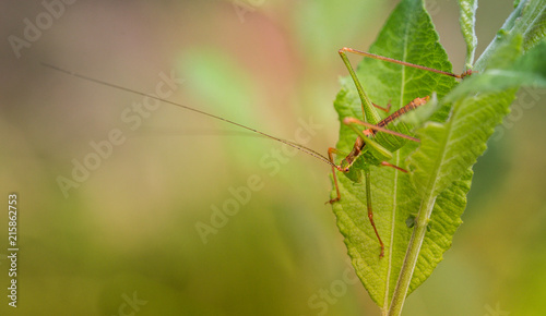 insecte seul sauterelle verte grande en gros plan de côté sur fonds jaune rose et vert avec lumière douce