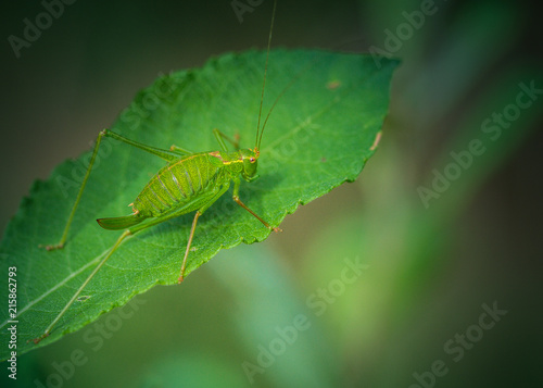 insecte seul sauterelle verte posé sur une feuille en été sur fonds sombre