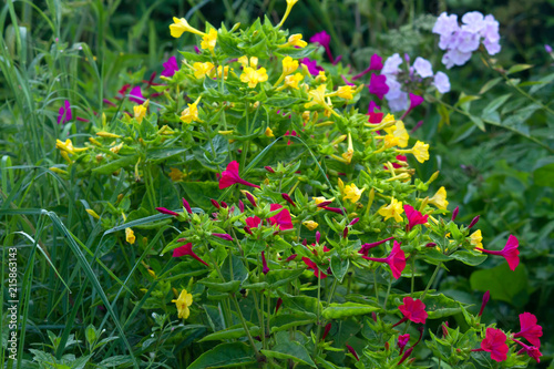 mirabilis jalapa in summer garden