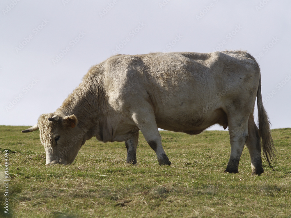 Vaca pastando en la pradera Vaca pastando en la pradera