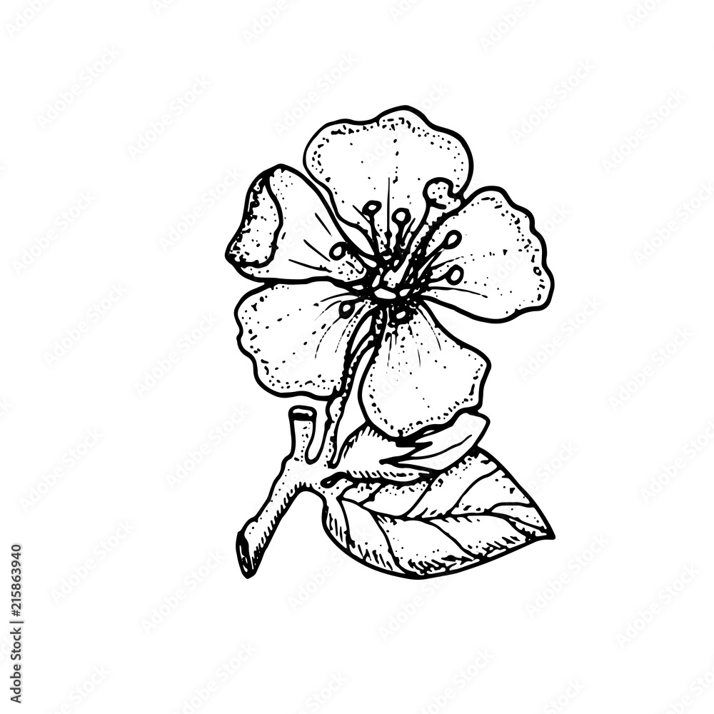 Apple blossom. Flower. Vector hand drawn illustration. Apple blossom. Flower. Vector hand drawn illustration.