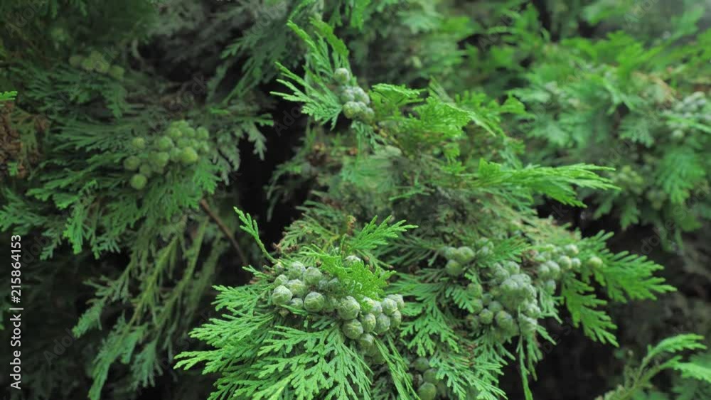 4k coniferous branches with young pine сones of deep green colour 4k coniferous branches with young pine сones of deep green colour