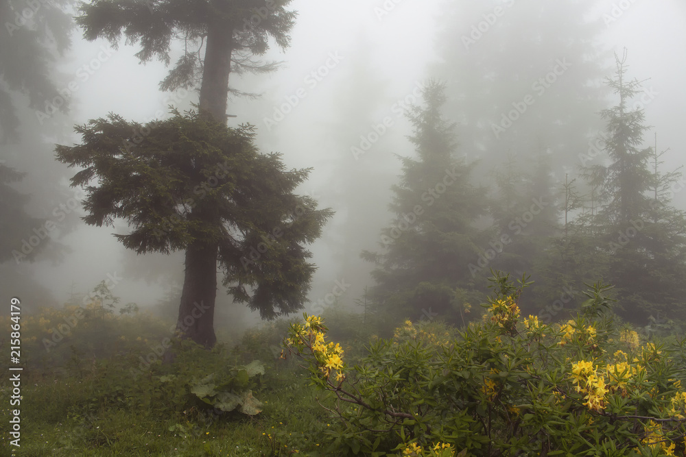 Fototapeta premium Pine trees, mountain roses (Rhododendron luteum ), wild plants and grass field in fog. The image is captured in the mountain called Sis of Trabzon city located in Black Sea region of Turkey.